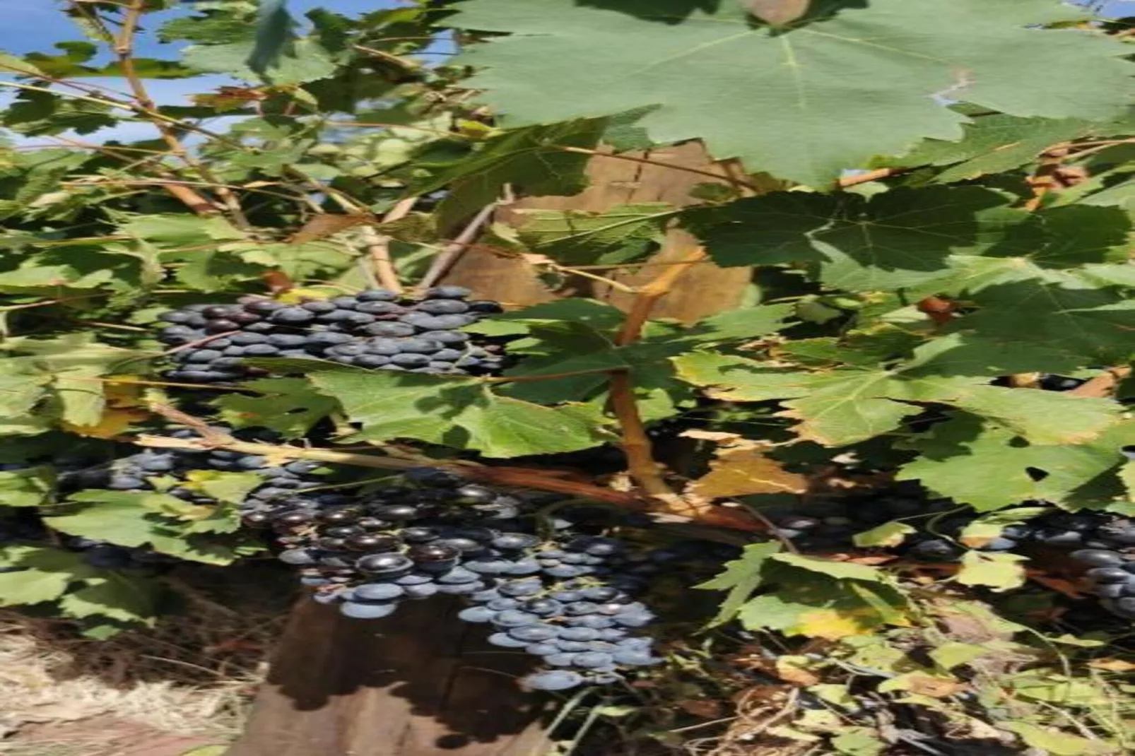 Villa Entrecasteaux-Gebieden zomer 20km