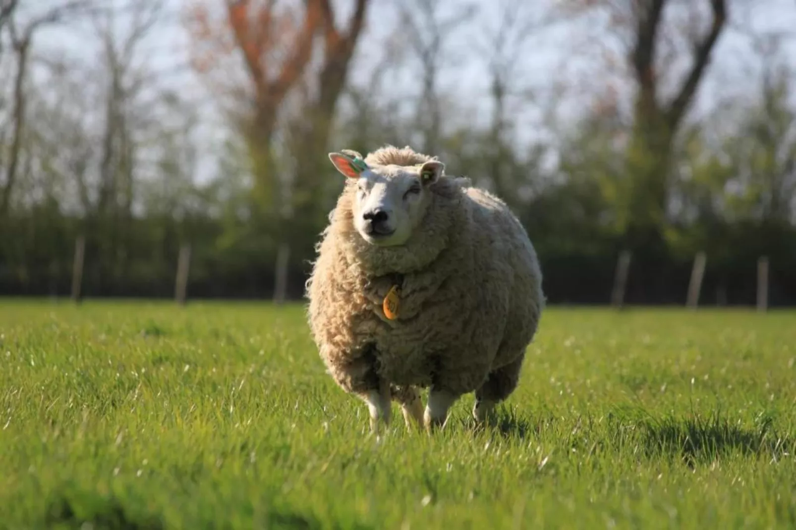 Recreatiepark Wiringherlant - Wiringher Chalet 83-Gebieden zomer 20km