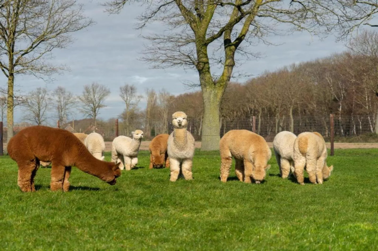 Vakantiepark Sandberghe 13-Gebieden zomer 20km