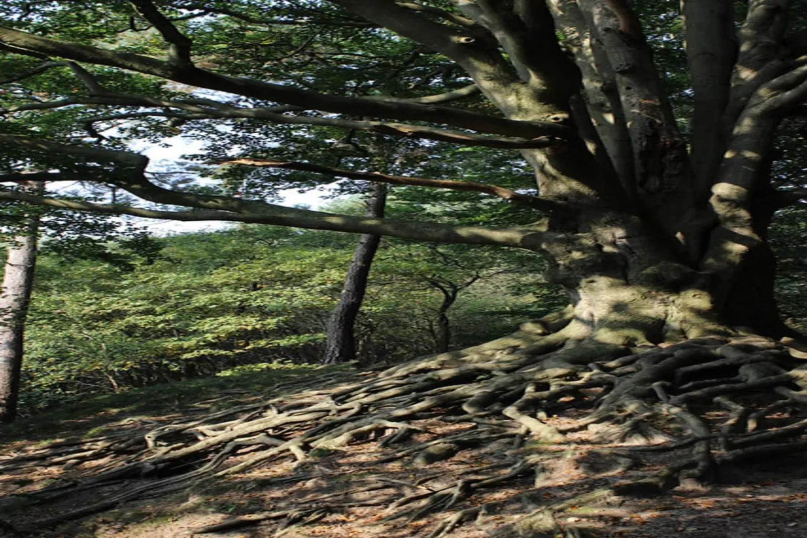 Dwergarend 17-19-Gebieden zomer 20km