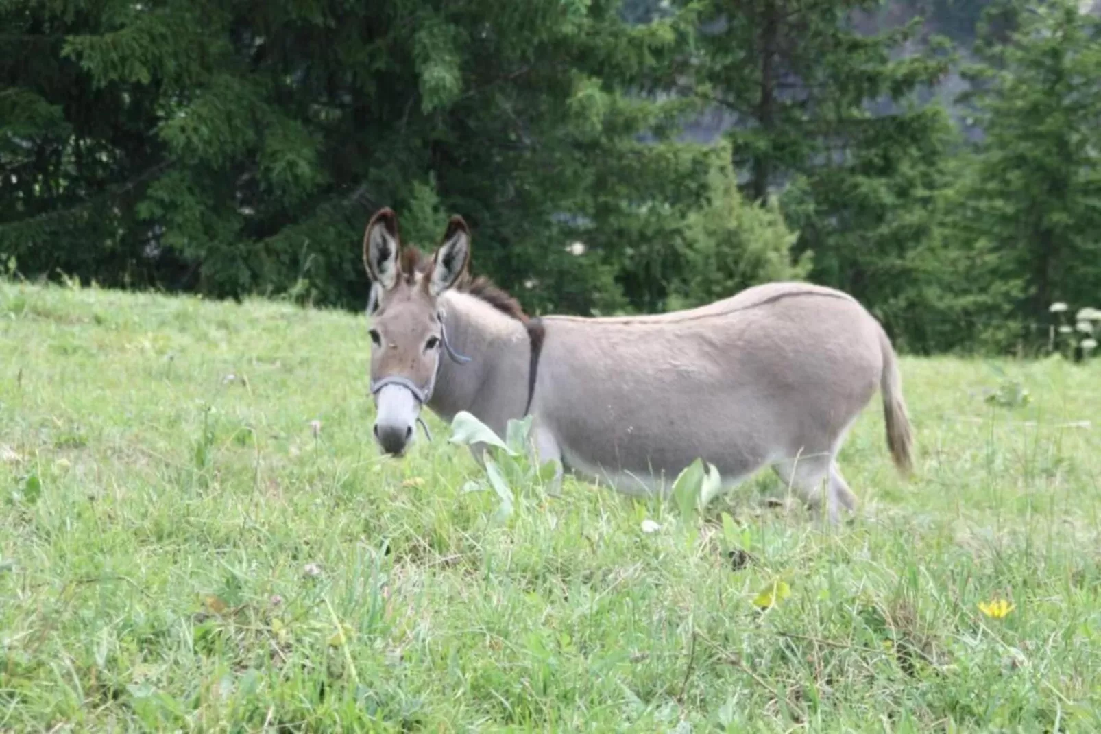 Les Grizzlis N°29 - 4P8-Gebieden zomer 20km