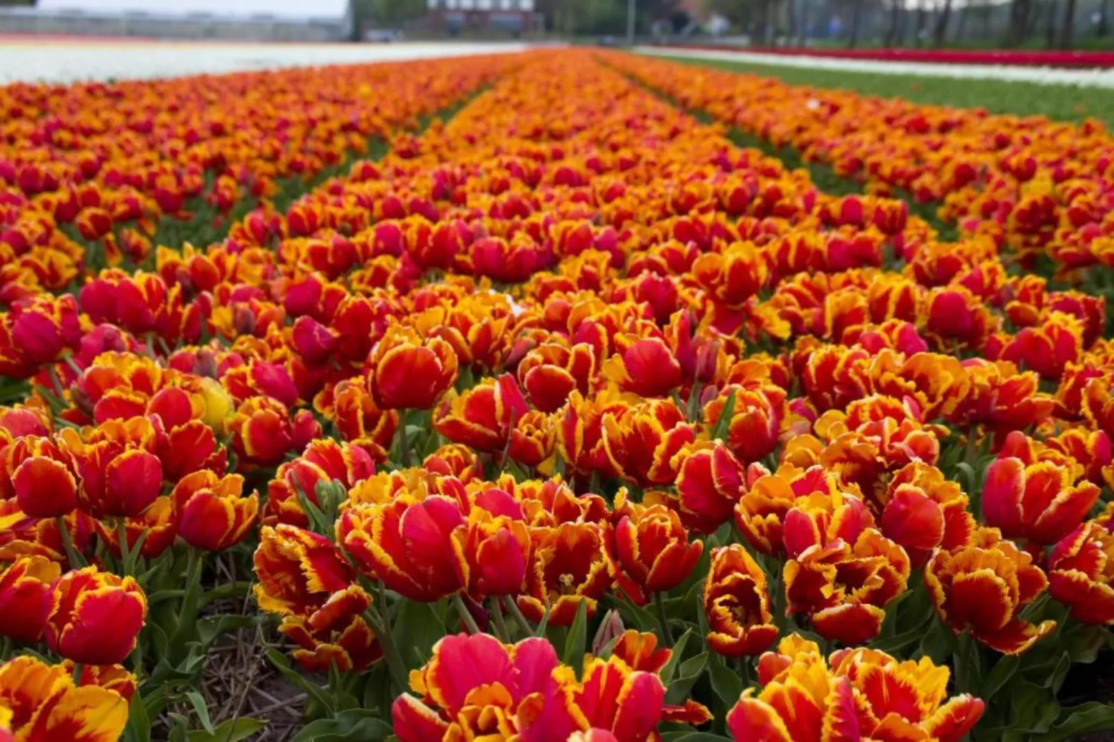 Vlugtenburg 16-Gebieden zomer 20km
