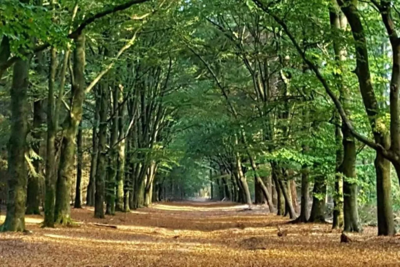 De Pimpernel-Gebieden zomer 20km