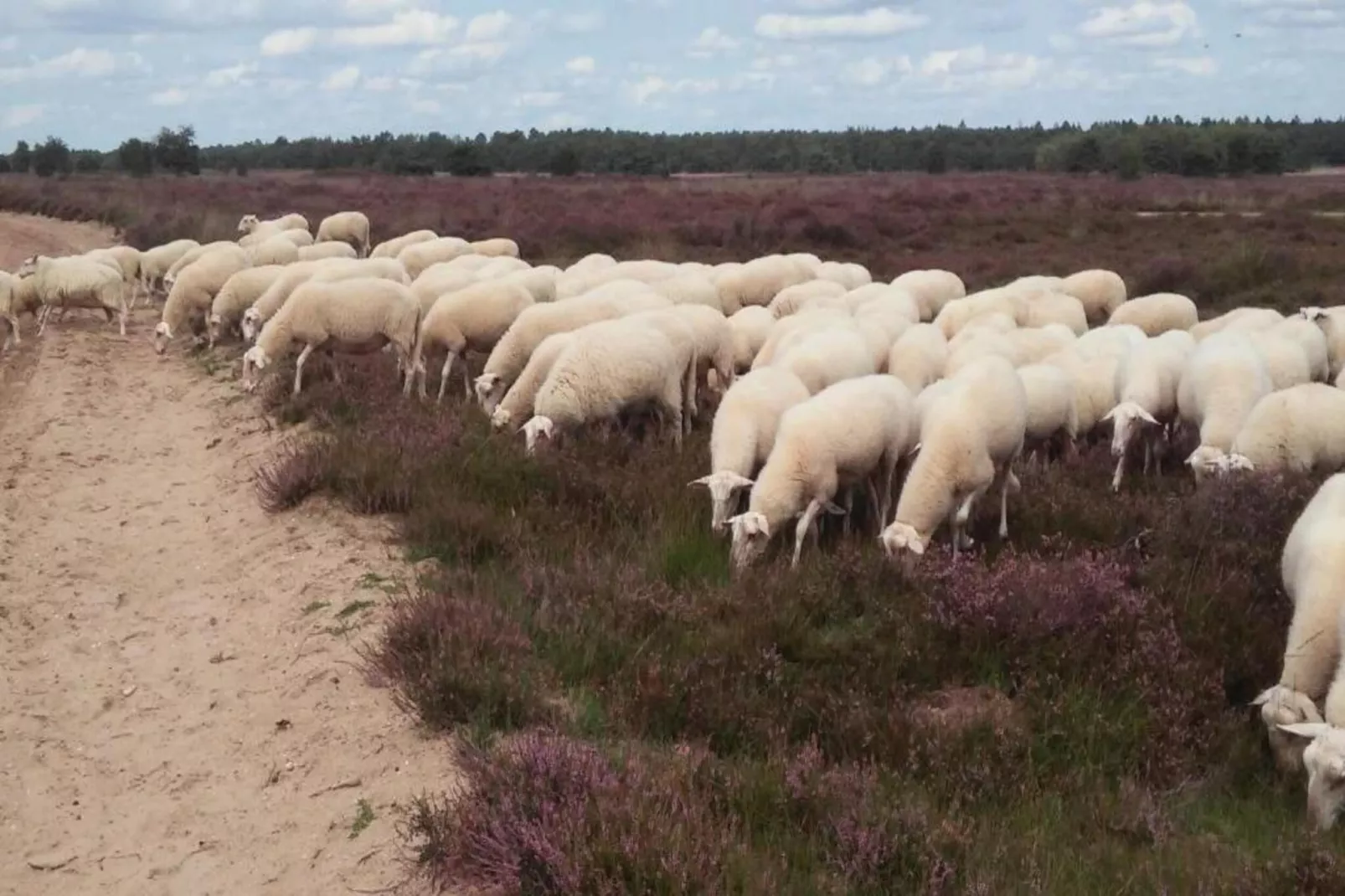Landgoed De IJsvogel 2-Gebieden zomer 20km