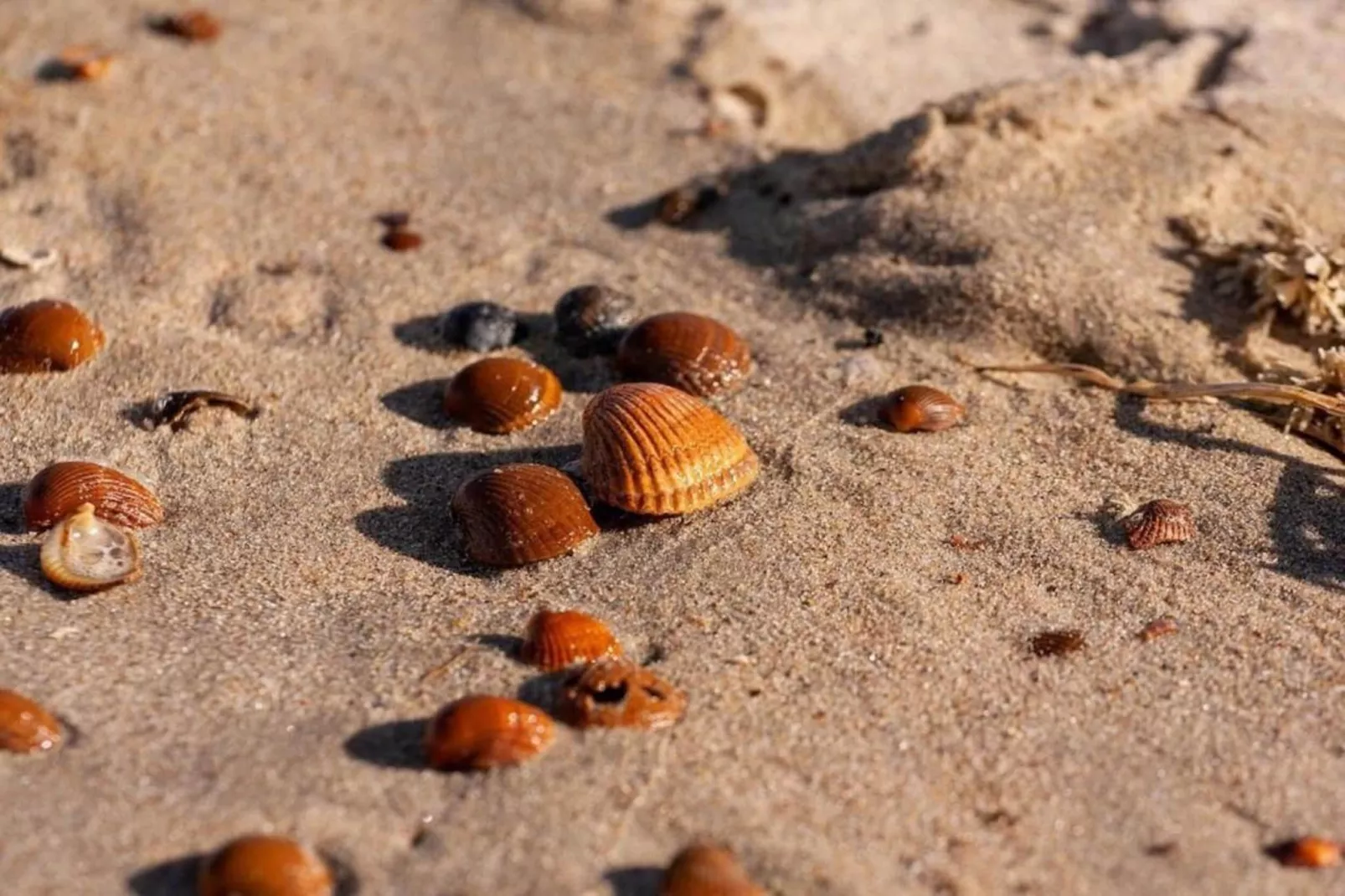 Vakantiepark Beach Resort 24-Gebieden zomer 20km