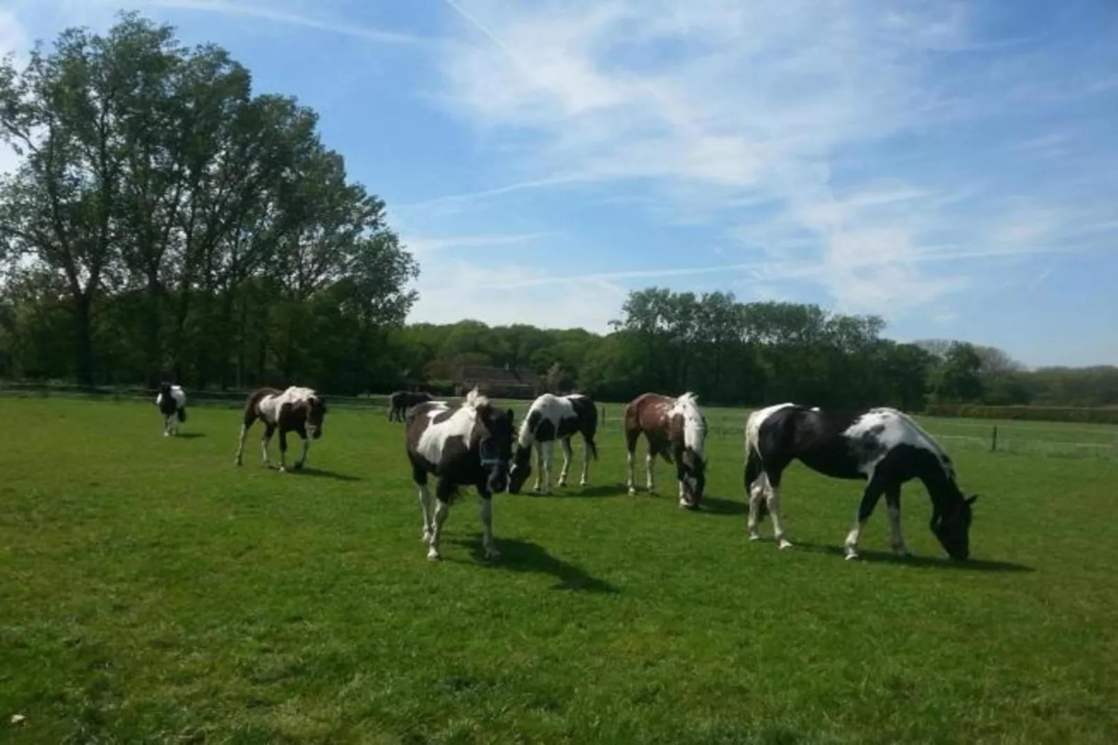 Recreatiepark Duinhoeve 9-Gebieden zomer 20km