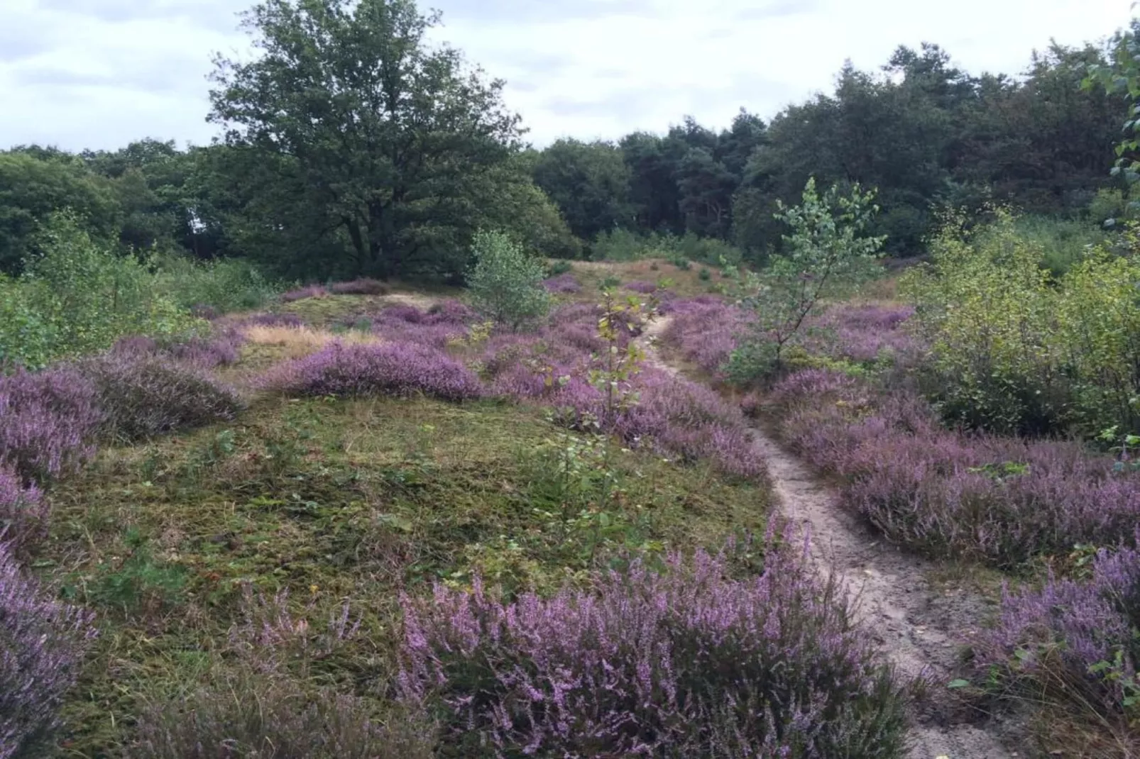 Vakantiepark Klein Vink 13-Gebieden zomer 20km