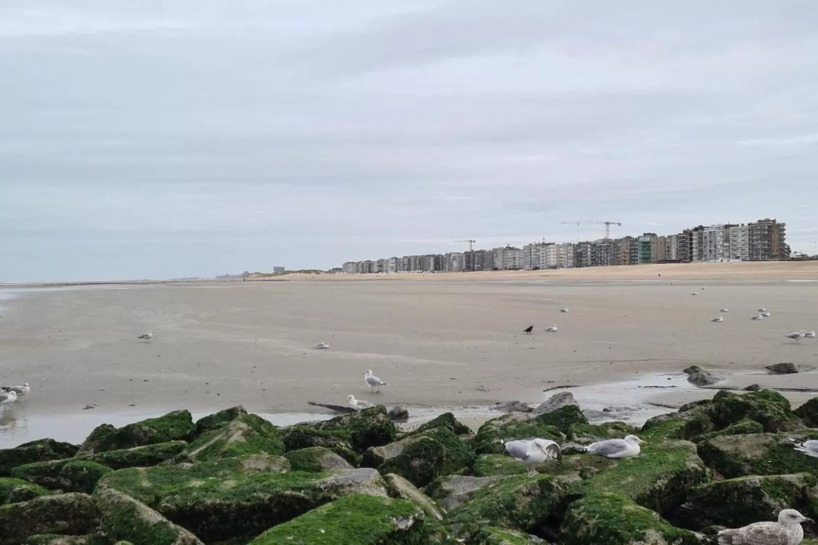 Les petrels 202 g-Gebieden zomer 1km