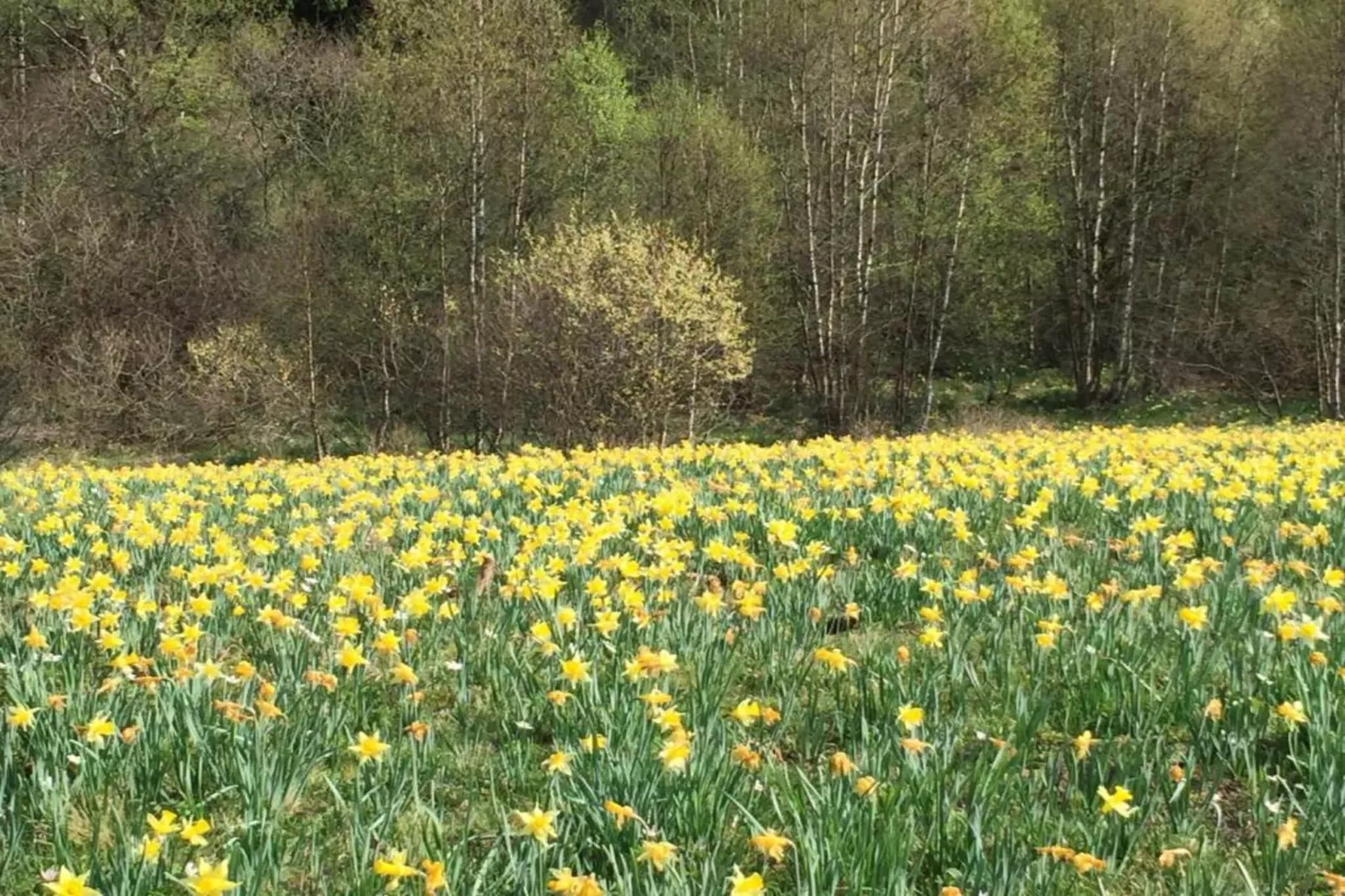 Appartement Eifelsteig-Gebieden zomer 20km