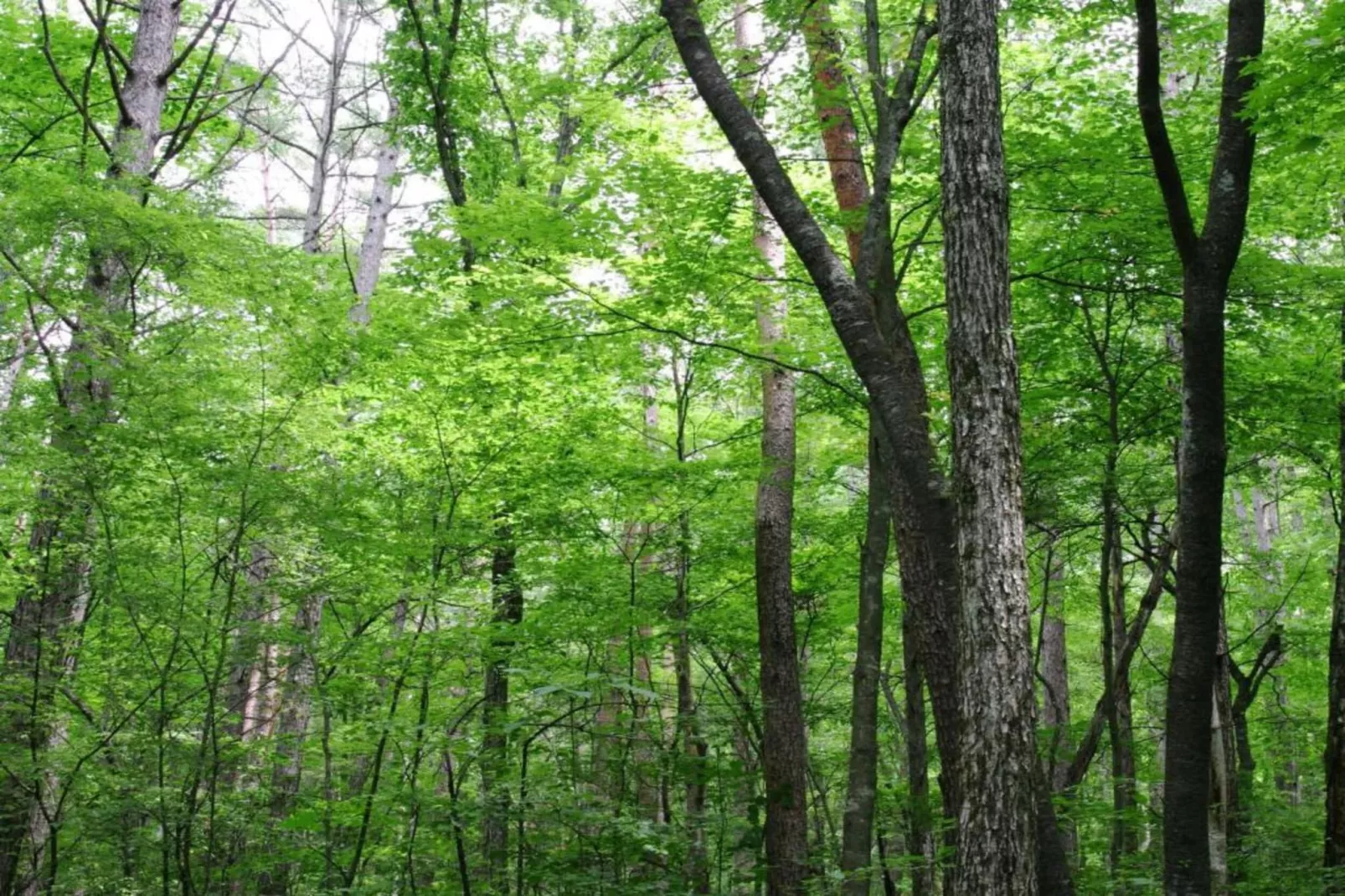 Le Vieux Tilleul du Château-Gebieden zomer 20km
