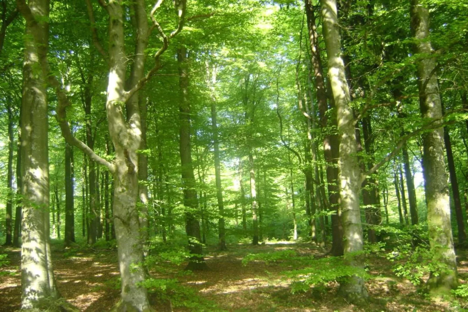 Boskant-Gebieden zomer 20km