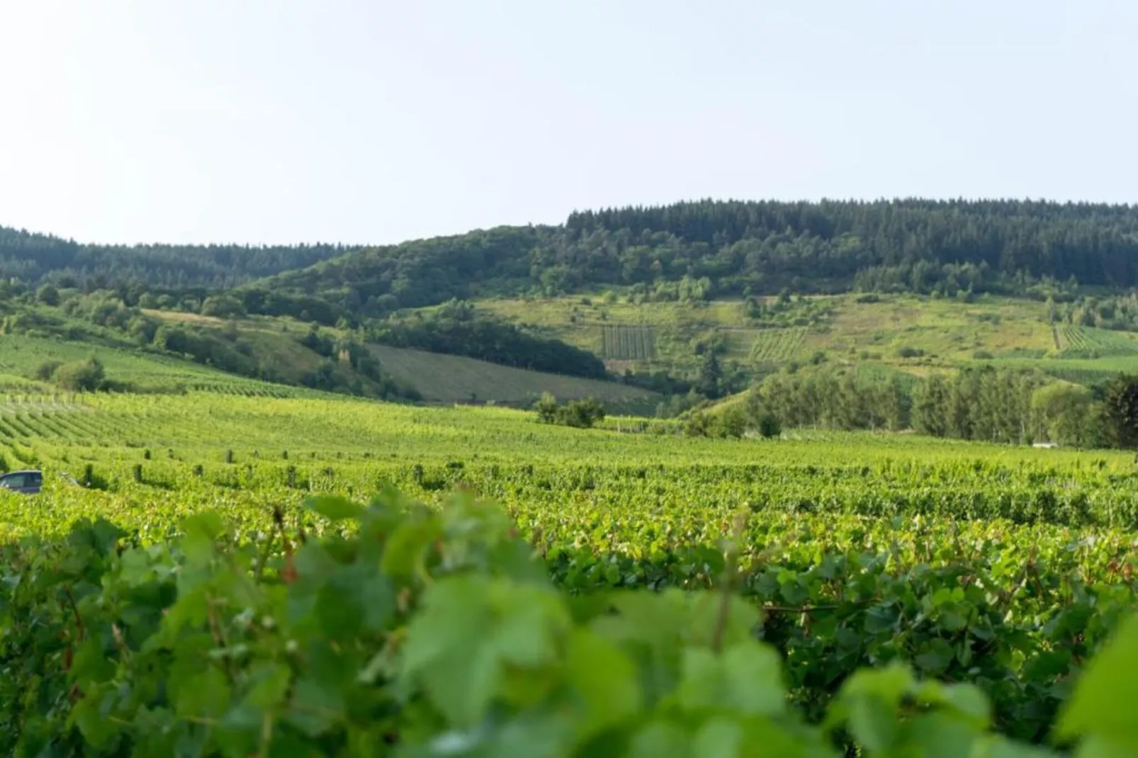Weingut Justen-Kiebel-Gebieden zomer 20km