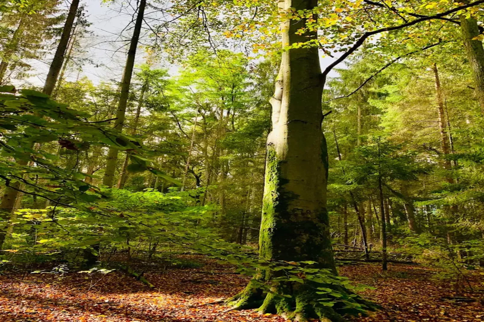 Chalet - 2 Personen-Gebieden zomer 5km