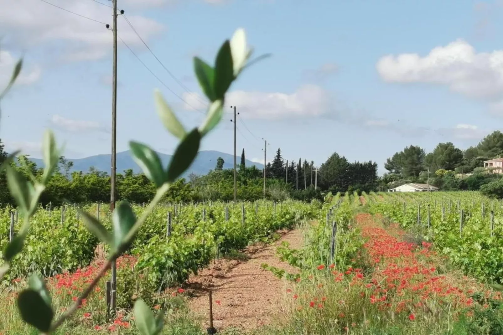Villa Entrecasteaux-Gebieden zomer 20km