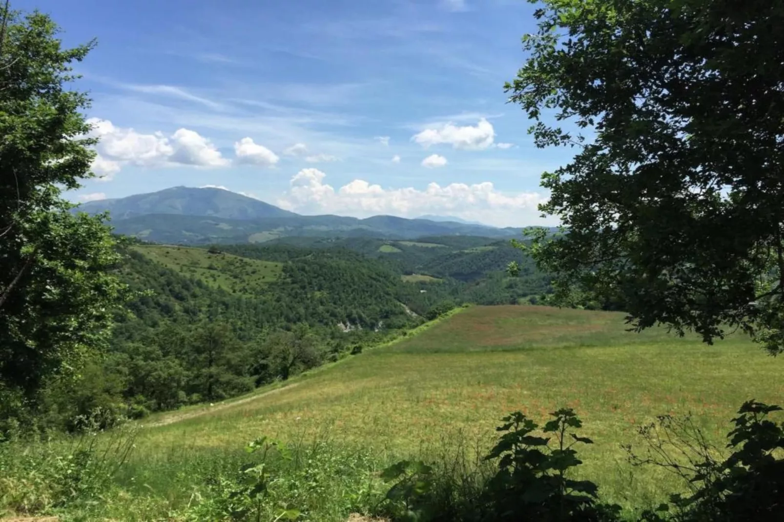 Cucciolo-Gebieden zomer 20km