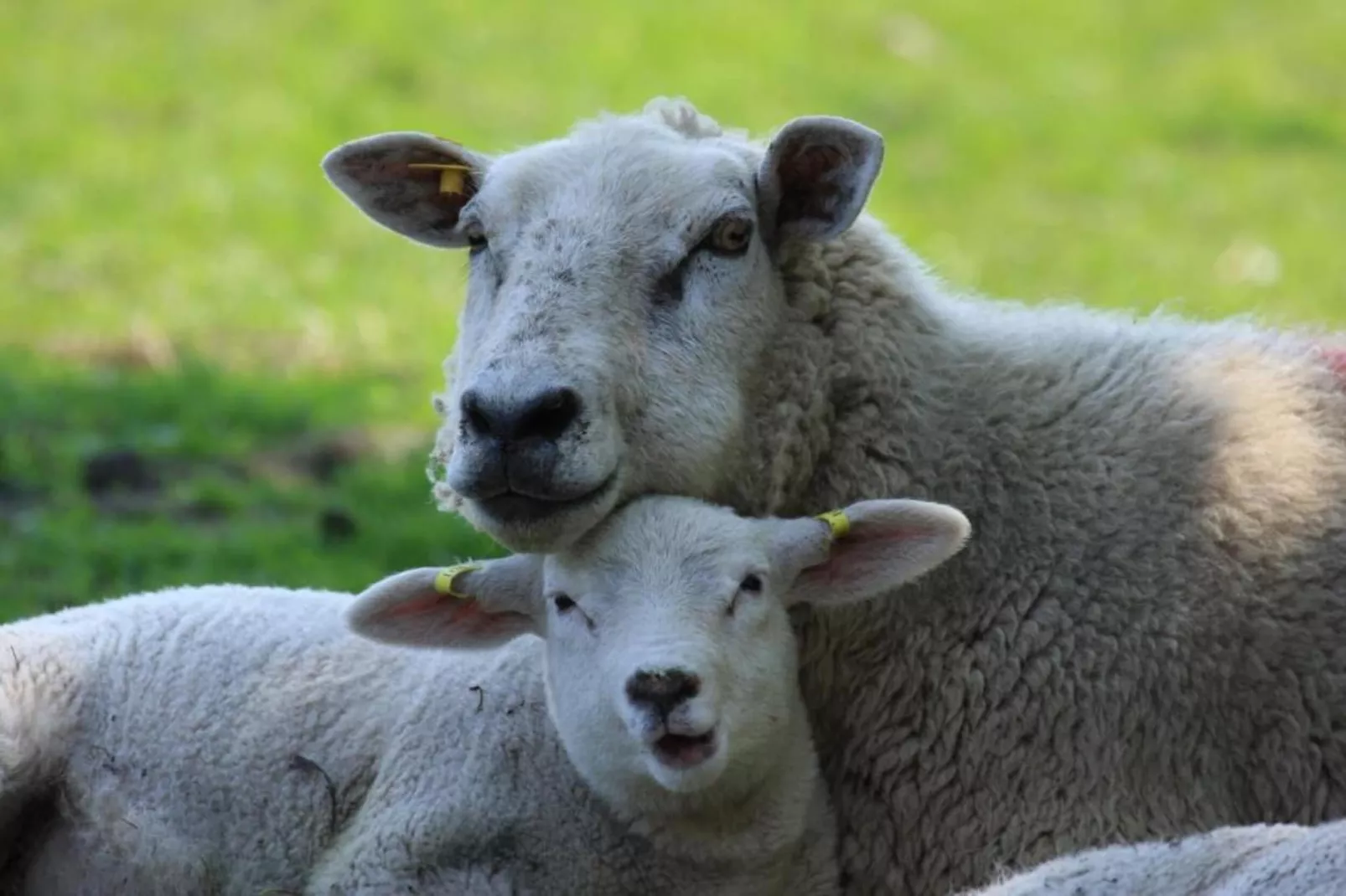 Residentie Californië 8-Gebieden zomer 20km