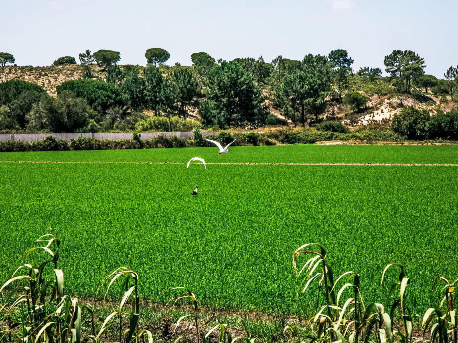 Quinta de Santa Emilia 1-Omgeving