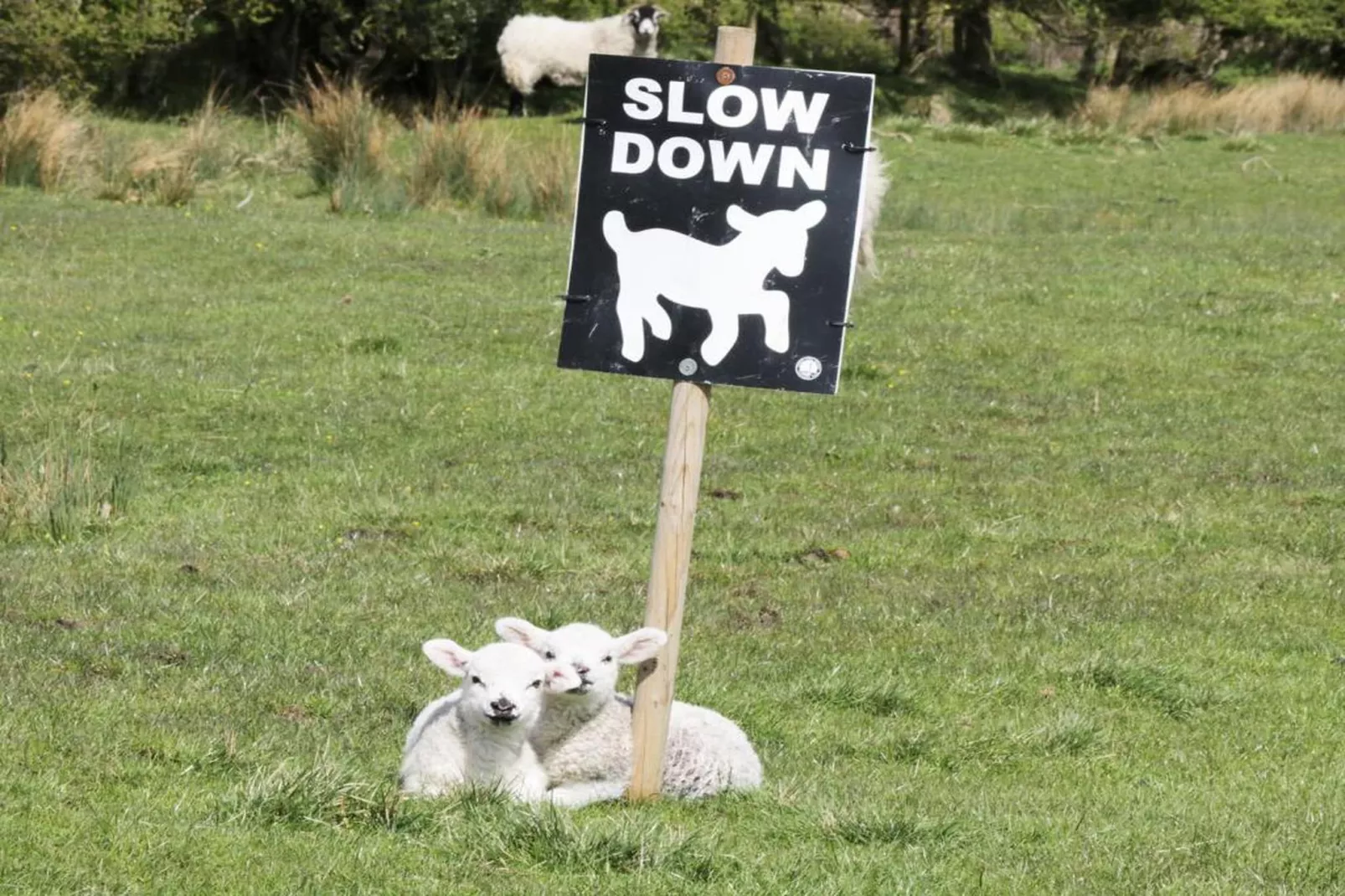 Swaledale Hall Cottage-Gebieden zomer 20km