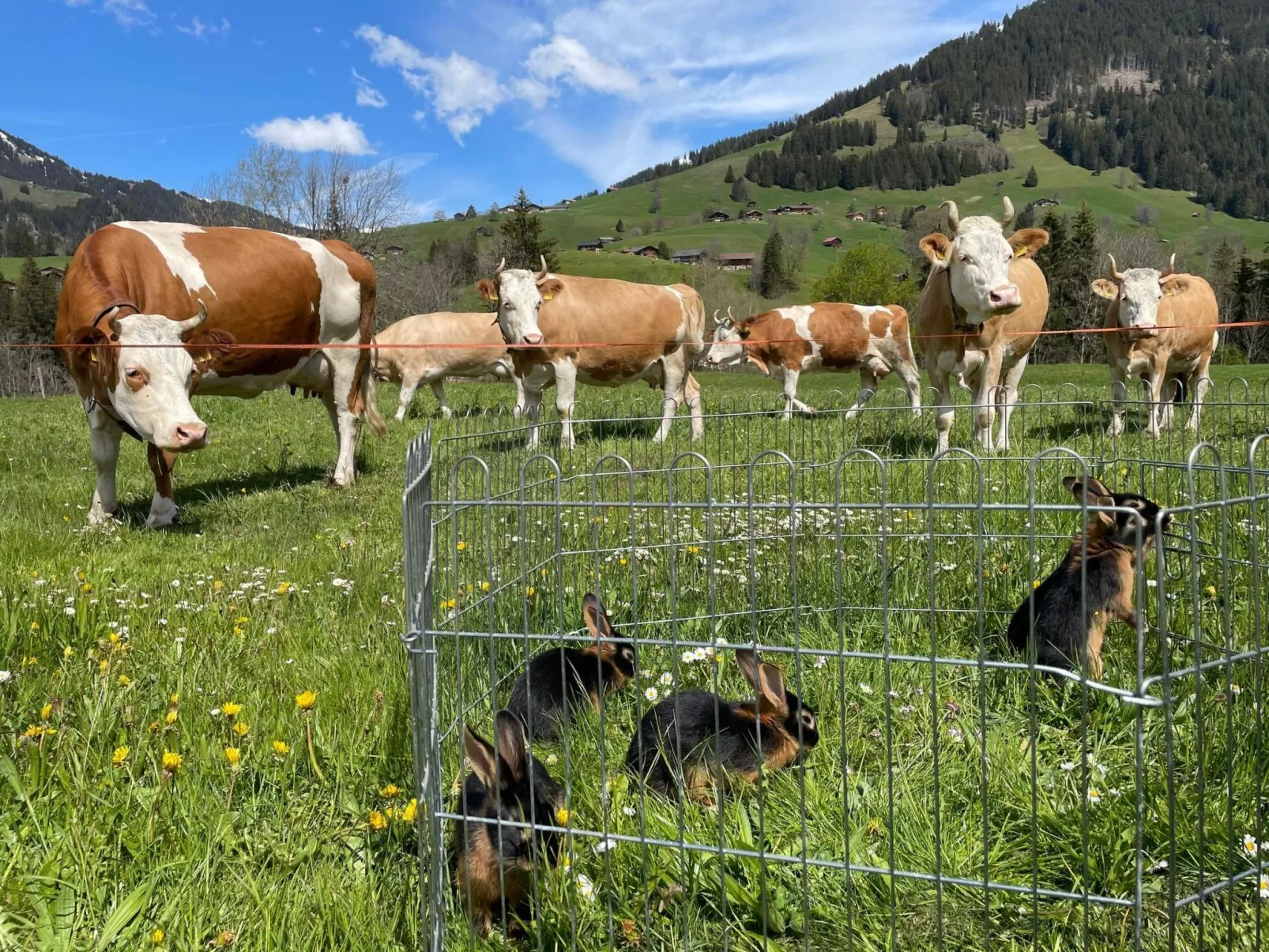 Alpenchalet Spiher Parterre-Binnen