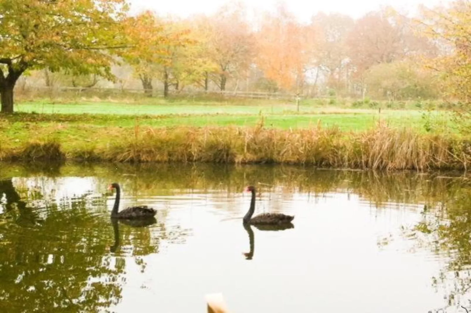 Ferienresort Bad Bentheim 3-Gebieden zomer 20km