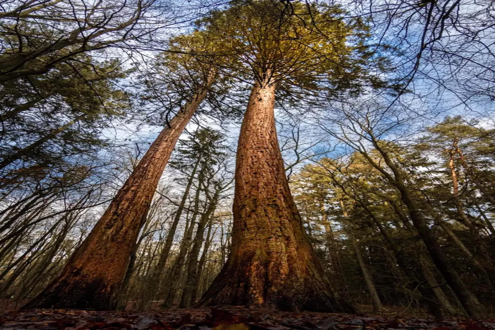 Chalet - 3 Personen-Gebieden zomer 5km