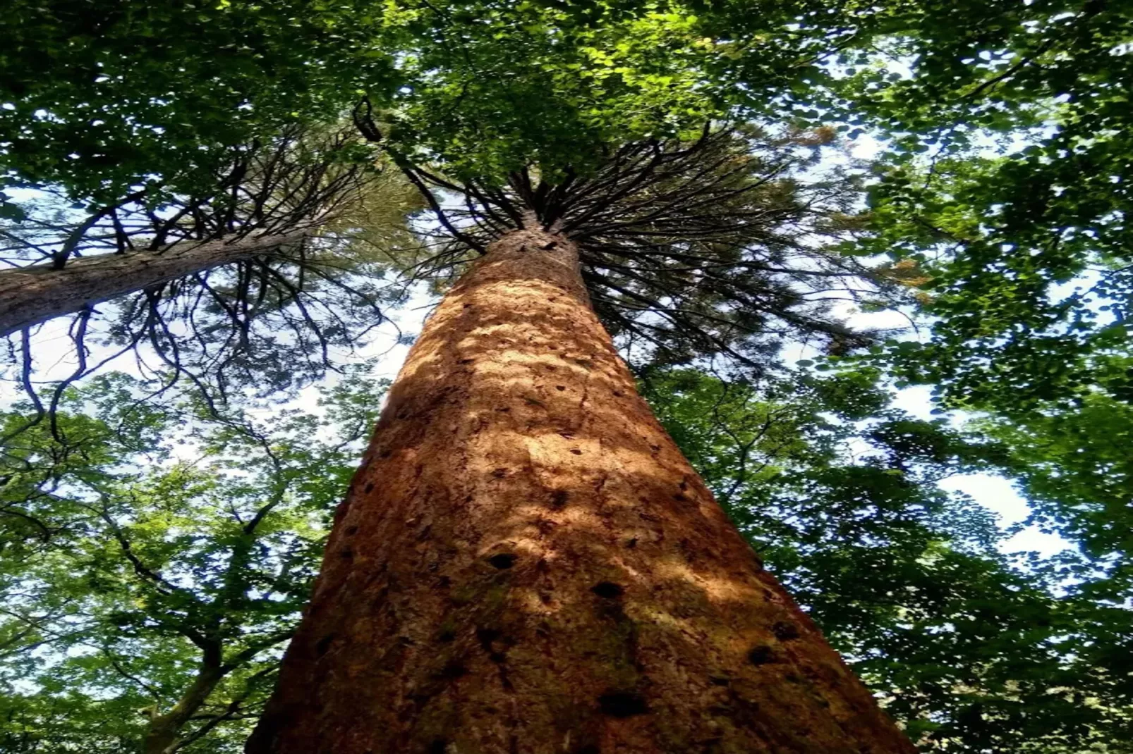 Chalet - 2 Personen-Gebieden zomer 5km