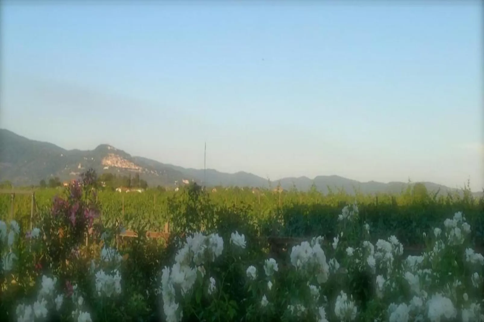 San Martino Ulivi-Gebieden zomer 20km