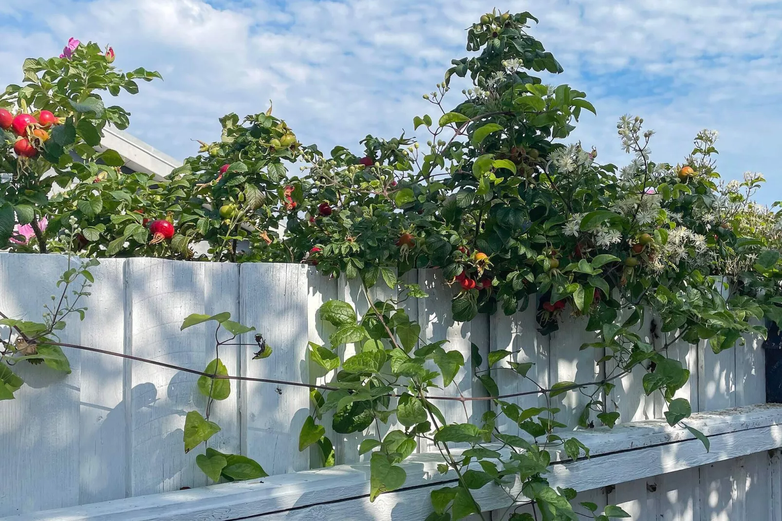6 persoons vakantie huis in Otterup-By Traum-Buitenlucht