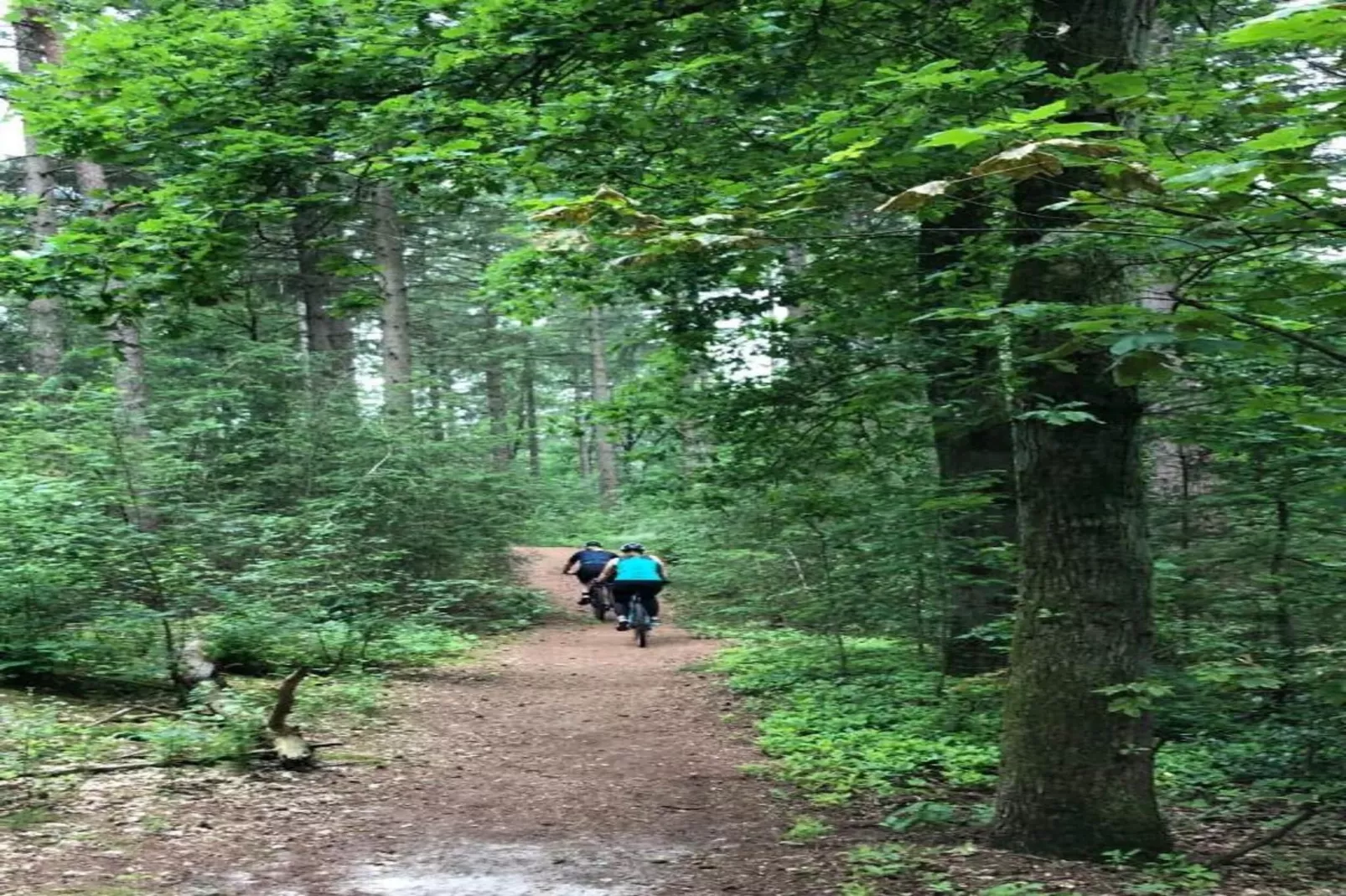 Bospark 't Wolfsven 12-Gebieden zomer 5km