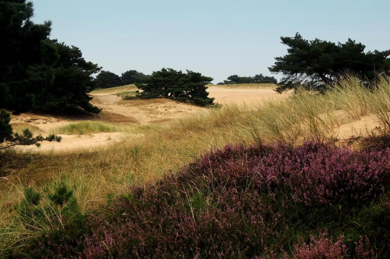 RCN Vakantiepark de Roggeberg 4-Gebieden zomer 20km