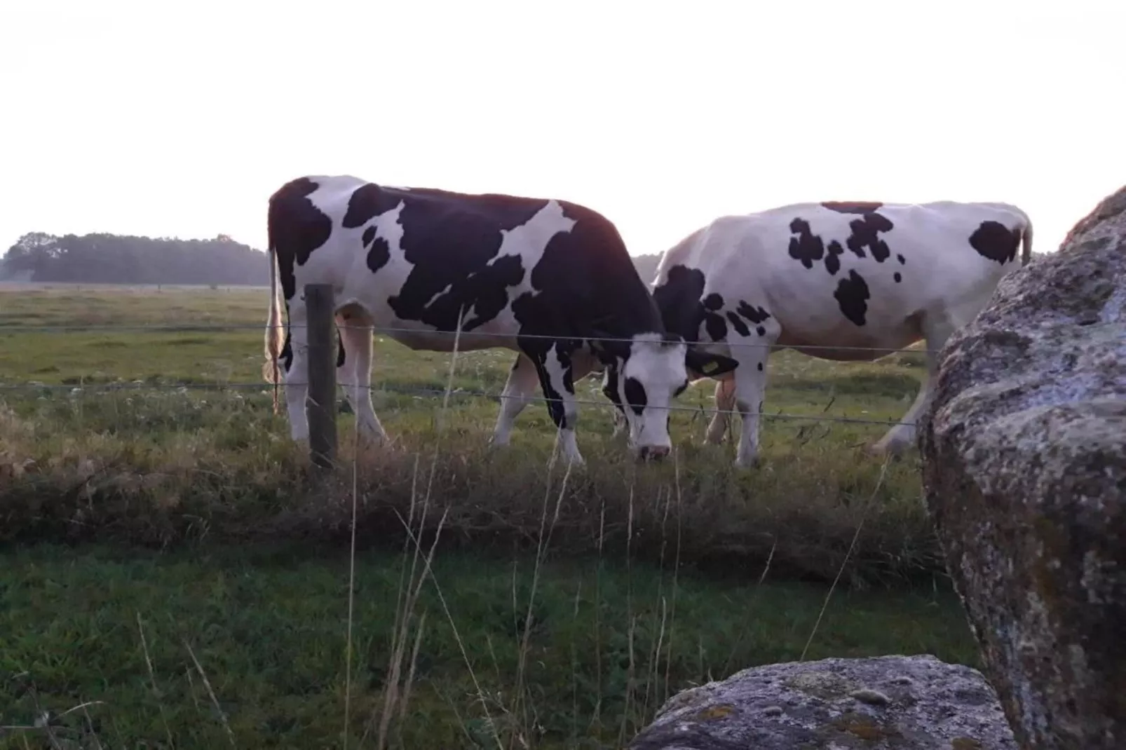 RCN Vakantiepark de Noordster 3-Gebieden zomer 20km