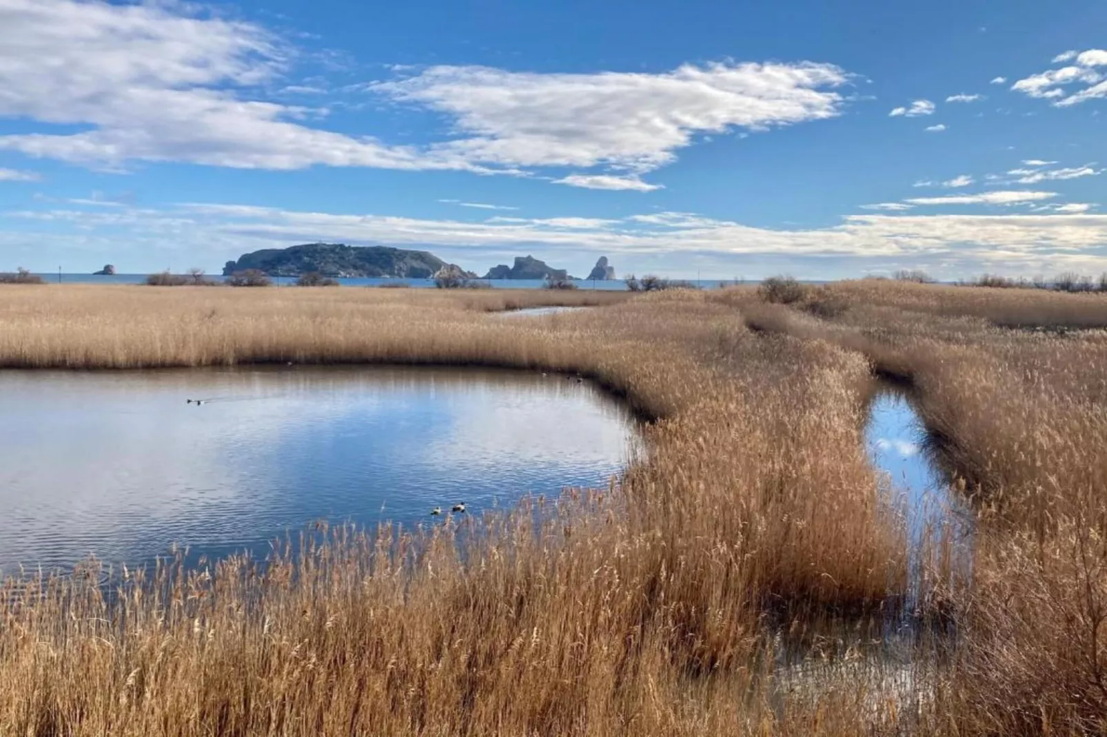 ARGONAVIS 117-Gebieden zomer 1km