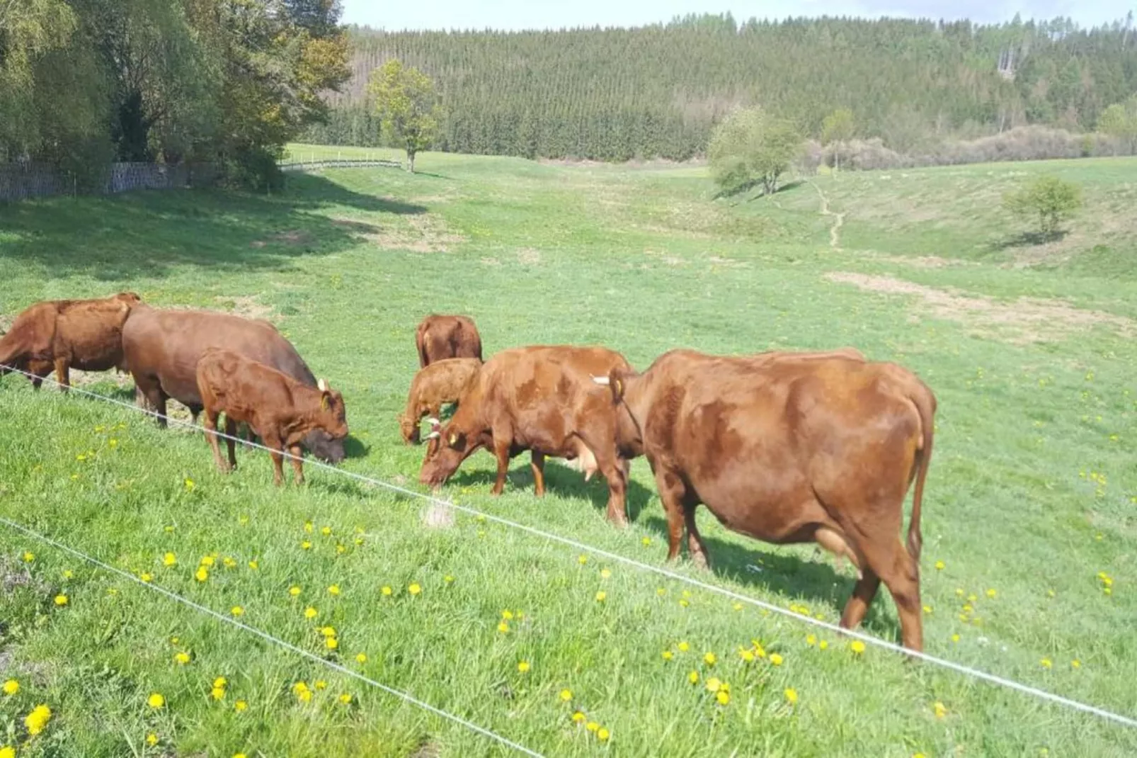 Thale-Gebieden zomer 20km