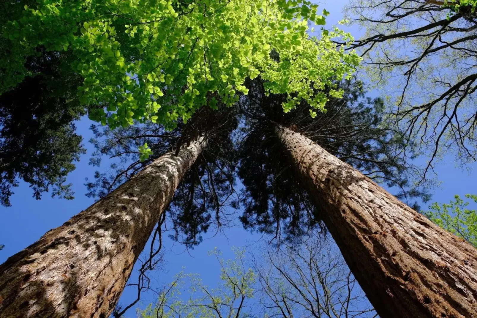 Chalet - 3 Personen-Gebieden zomer 5km