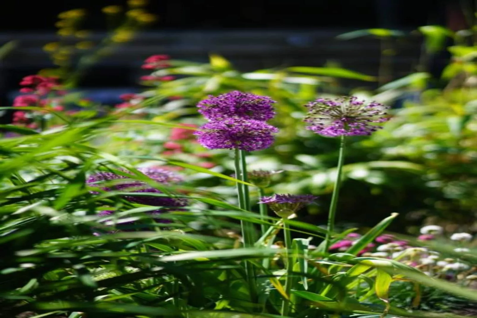 Residentie Californië 1-Gebieden zomer 20km