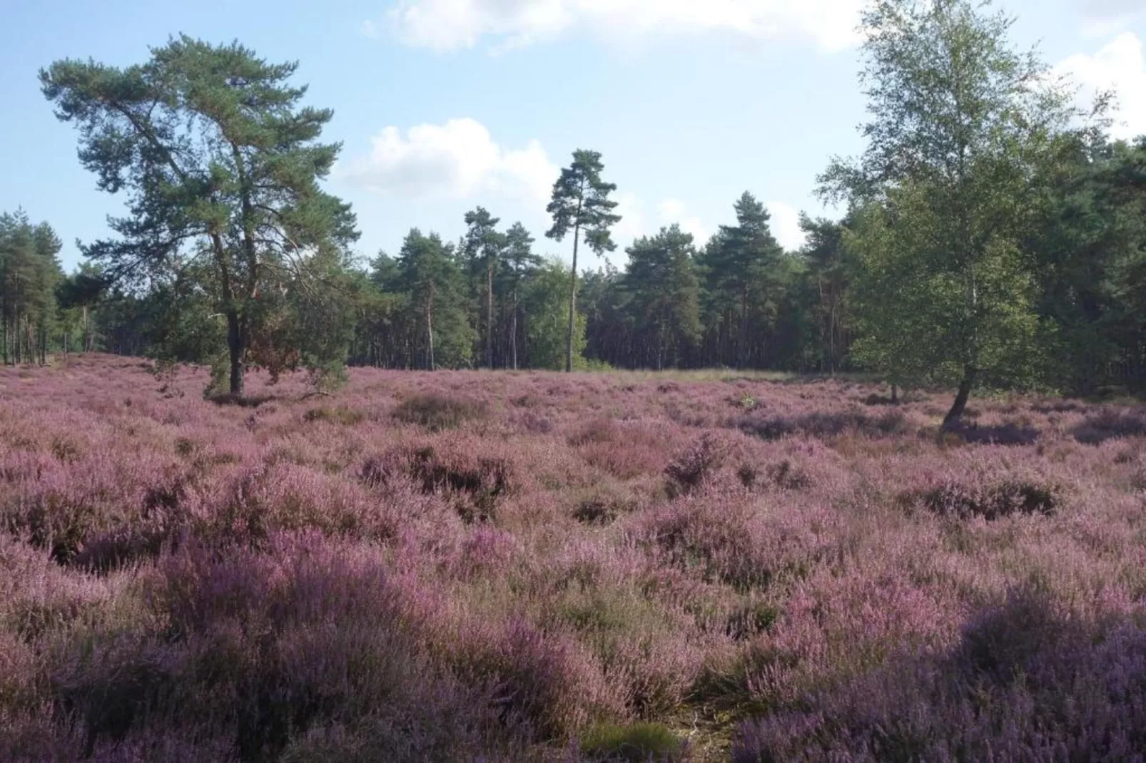 Recreatiepark Duinhoeve 13-Gebieden zomer 20km