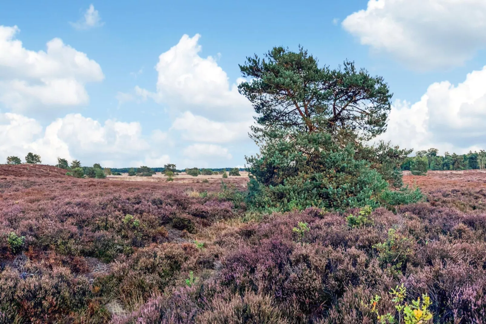 Dwergarend 17-30 - Gebieden zomer 20km