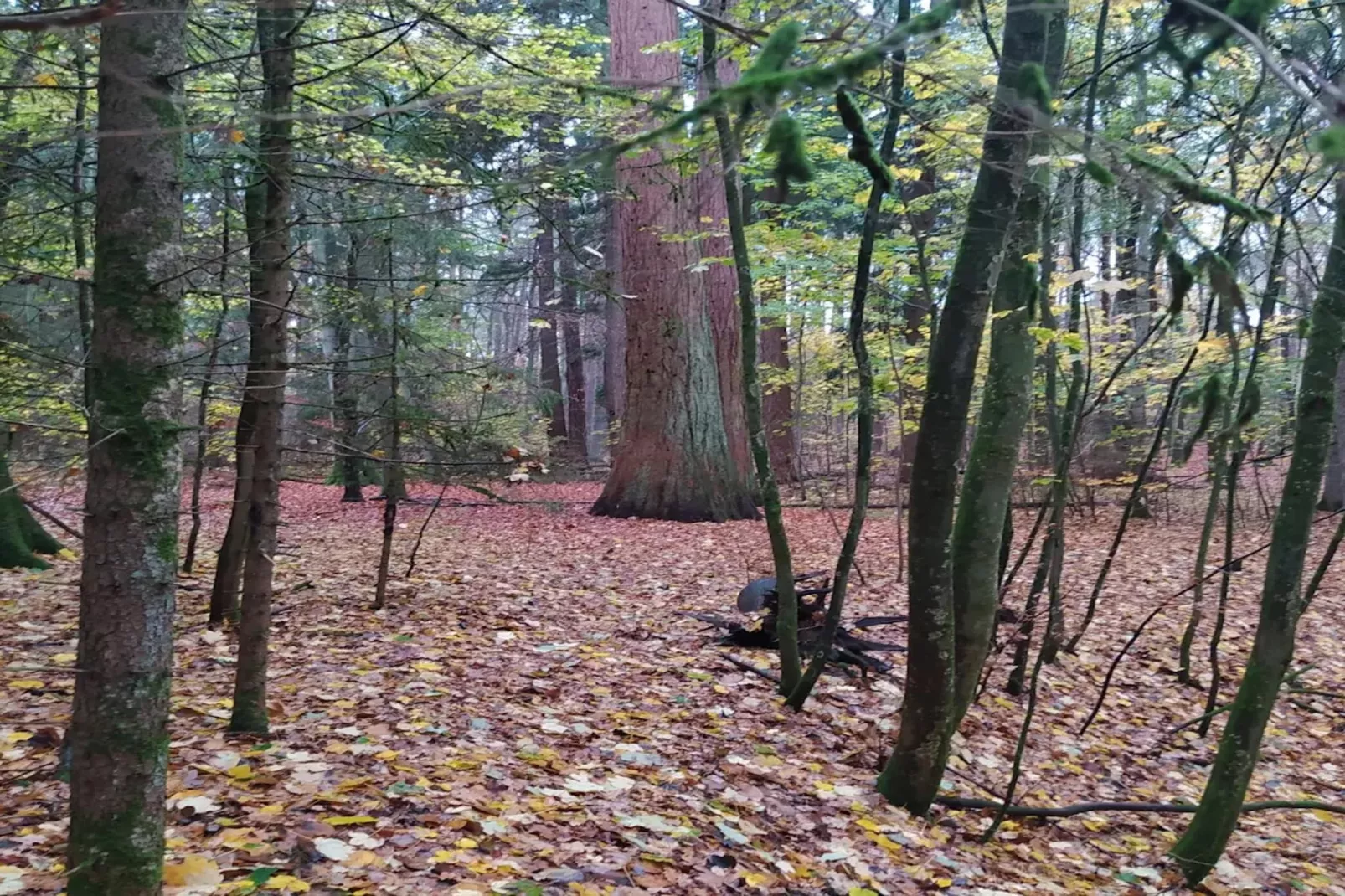 Chalet - 3 Personen-Gebieden zomer 20km