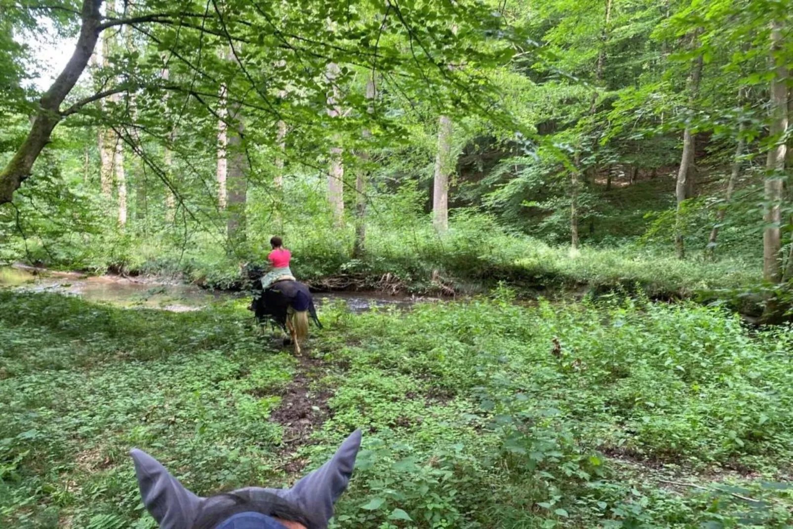 Im Teutoburger Wald-Gebieden zomer 5km