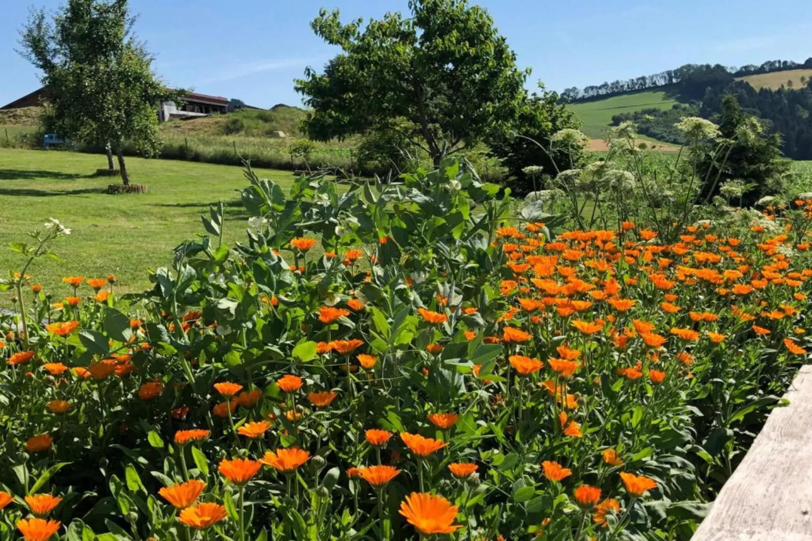 Vakantiepark Jägerwiesen 1-Gebieden zomer 20km