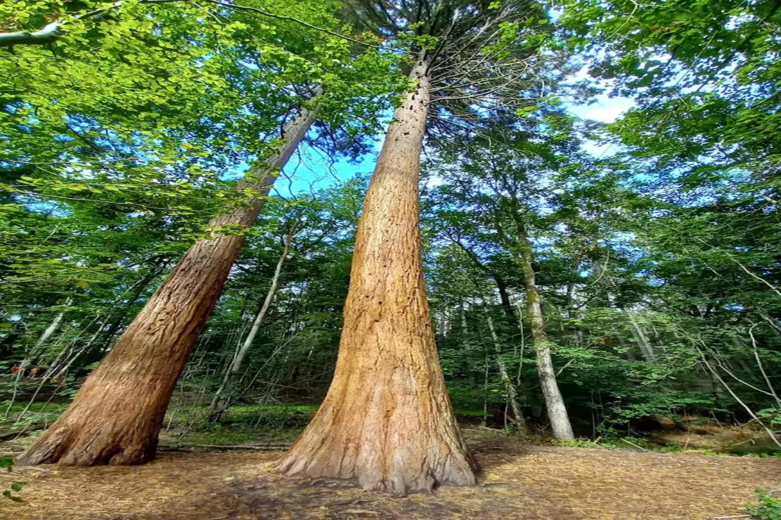 Chalet - 3 Personen-Gebieden zomer 5km
