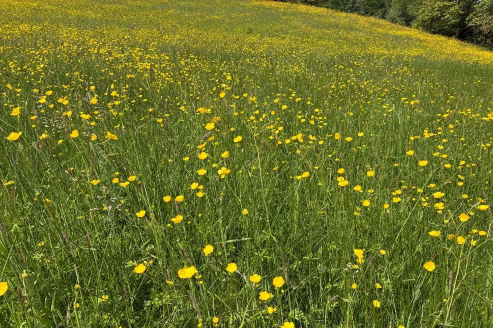 Muret-le-Château-Gebieden zomer 20km