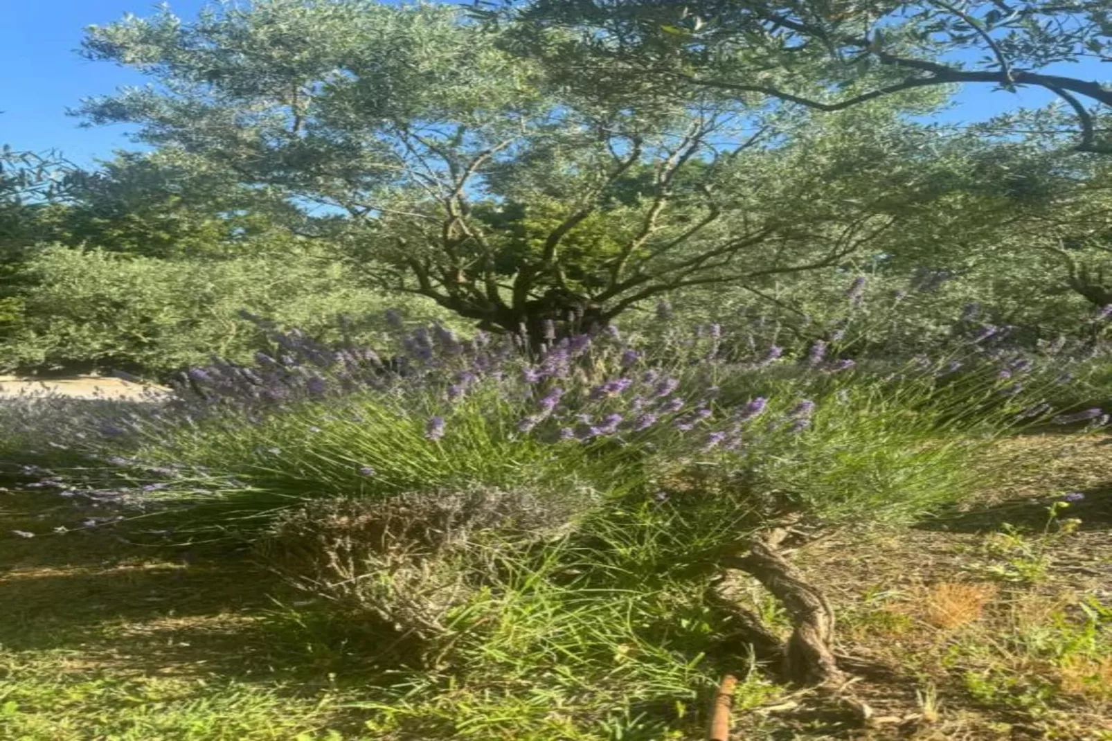 Villa Carpaneto-Gebieden zomer 20km