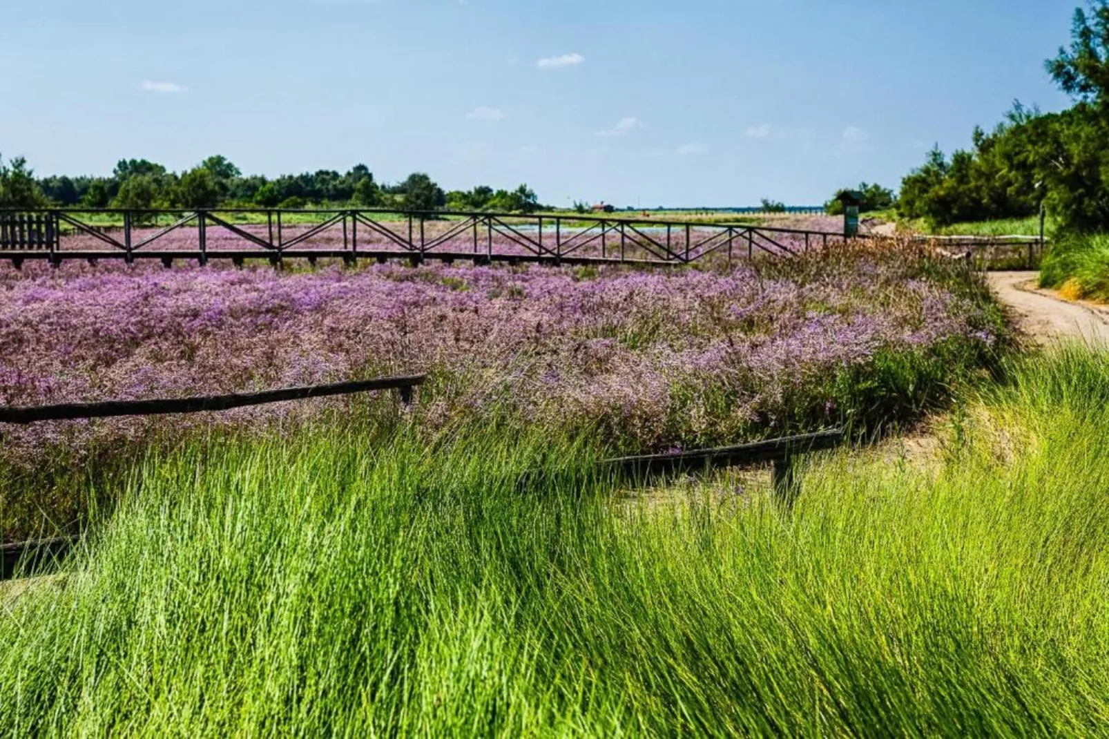 Federica 10/5-Gebieden zomer 5km
