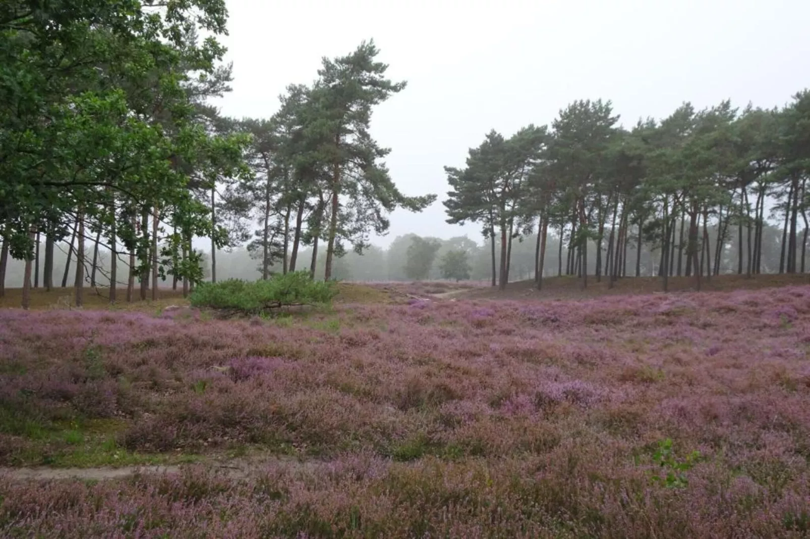 Vakantiepark Schaijk 7-Gebieden zomer 5km