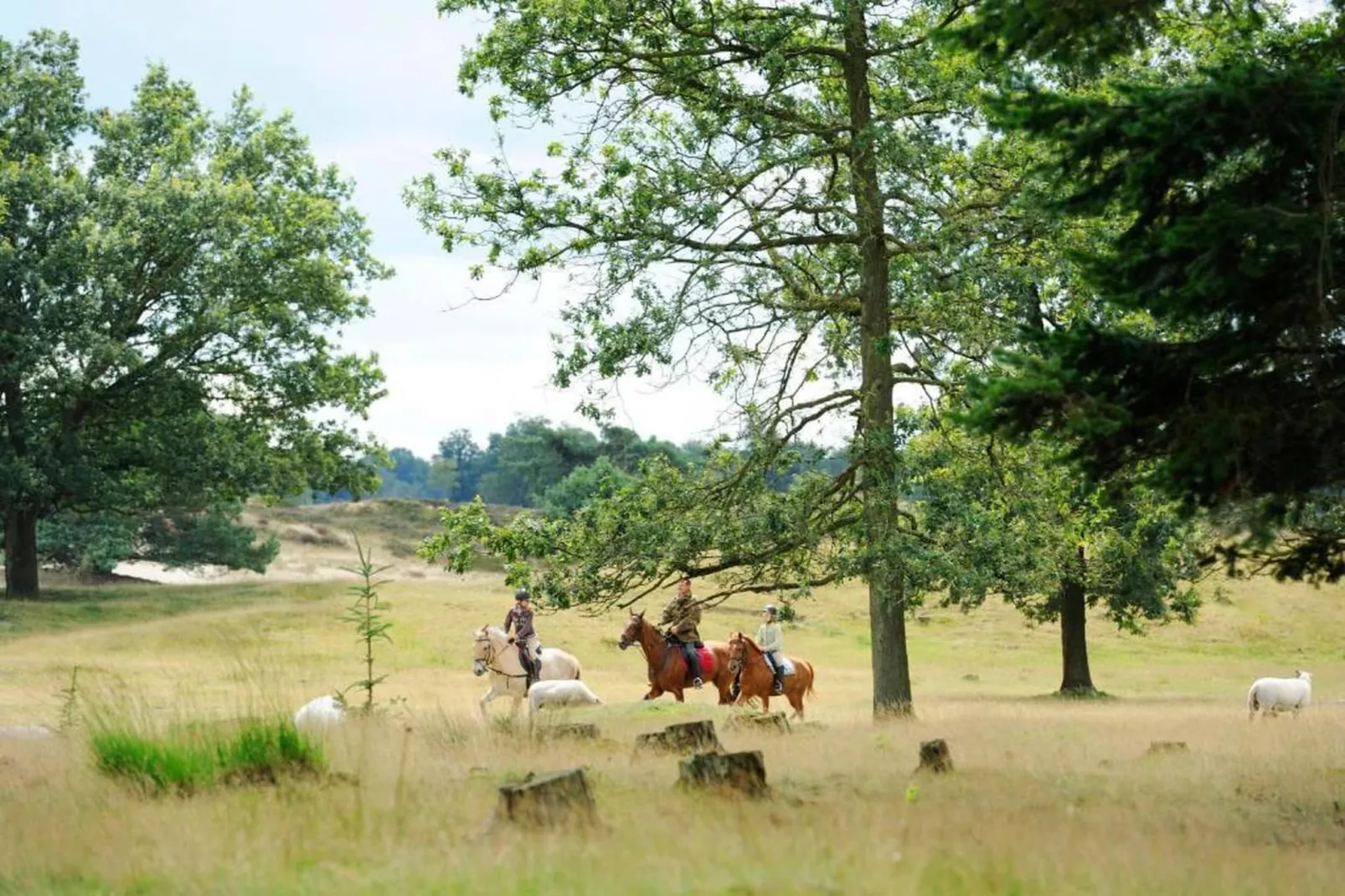 RCN Vakantiepark de Roggeberg 11-Gebieden zomer 20km