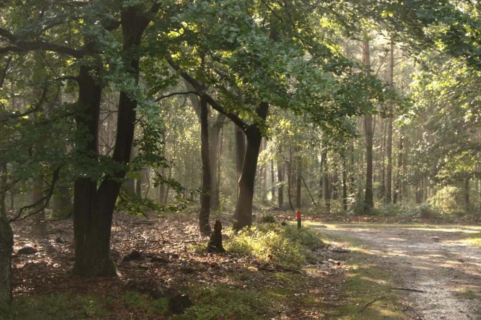 Dwergarend 17-30 - Gebieden zomer 20km