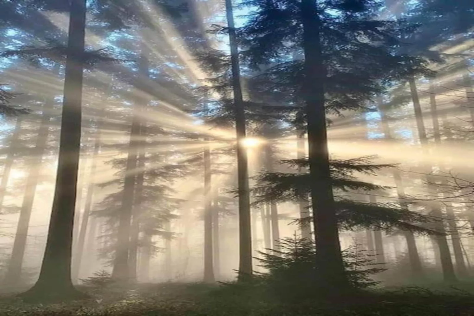 Appartement Eifelsteig-Gebieden zomer 20km