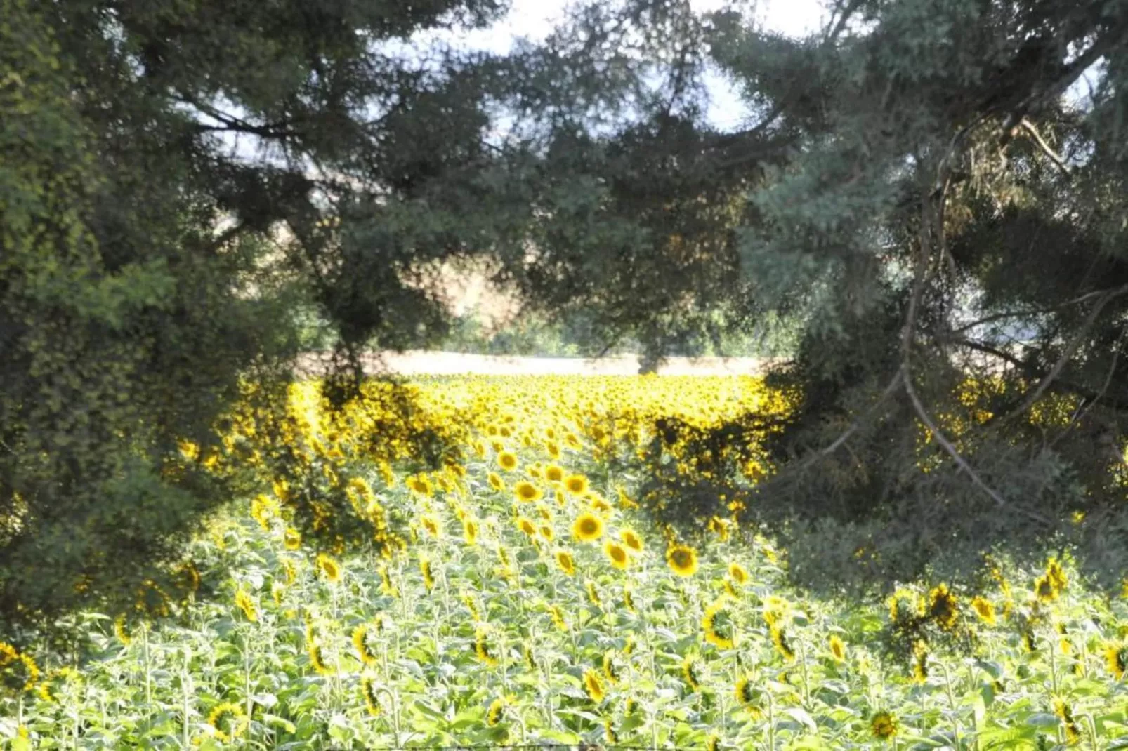 Binnella 18-Gebieden zomer 20km