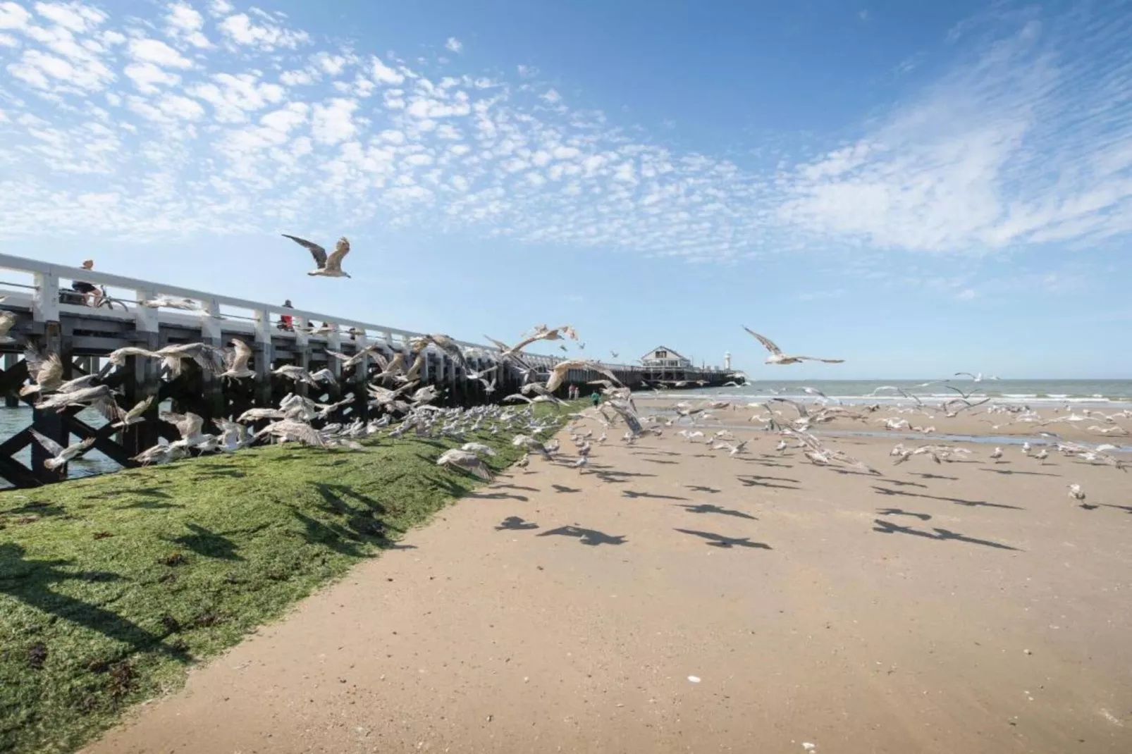STARFISH - 3RD-Gebieden zomer 1km